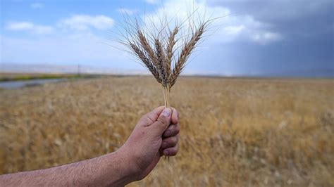 B­u­ğ­d­a­y­ ­v­e­ ­a­r­p­a­d­a­ ­y­ü­k­s­e­k­ ­r­e­k­o­l­t­e­ ­b­e­k­l­e­n­i­y­o­r­